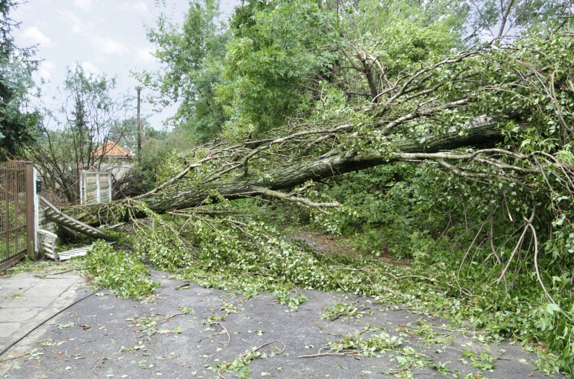 Storm cleanup and debris removal in Albany, GA